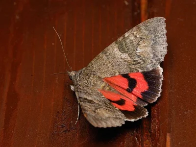 Catocala nupta