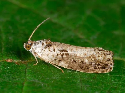 Hedya salicella