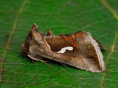 Macdunnoughia (Macdunnoughia) confusa