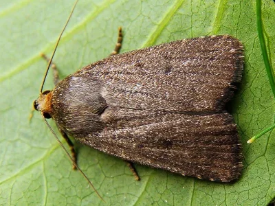 Amphipyra (Amphipyra) tragopoginis