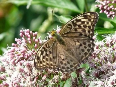Argynnis (Argynnis) paphia