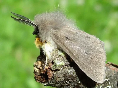 Diaphora mendica
