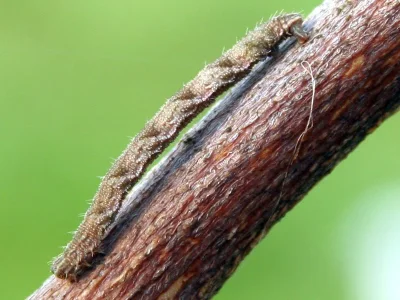 Eupithecia subfuscata