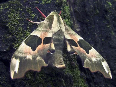 Mimas tiliae