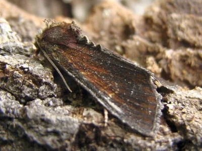 Apamea (Apamea) crenata