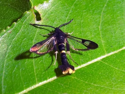 Synanthedon andrenaeformis