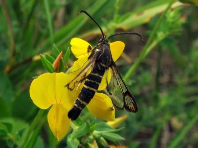 Bembecia (Bembecia) ichneumoniformis