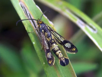 Chamaesphecia (Chamaesphecia) empiformis