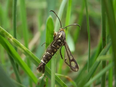 Pyropteron (Synansphecia) triannuliformis