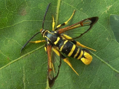 Synanthedon vespiformis
