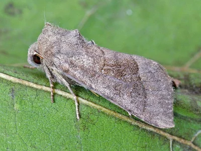 Hydraecia petasitis