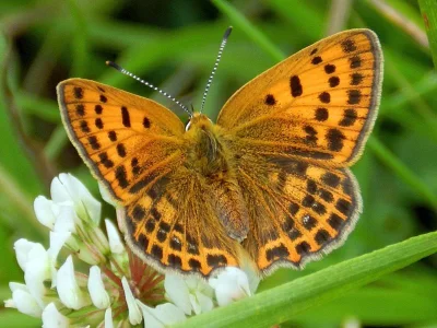 Lycaena (Heodes) virgaureae