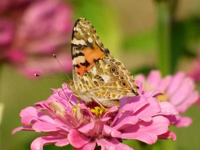 Vanessa cardui