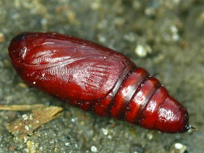 Polyommatus (Lysandra) coridon