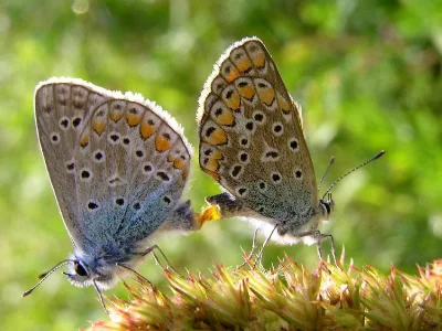 Polyommatus (Polyommatus) icarus