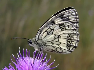 Melanargia (Melanargia) galathea