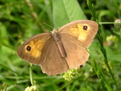 Maniola jurtina