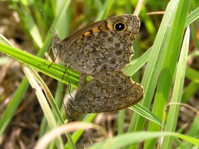 Lasiommata megera