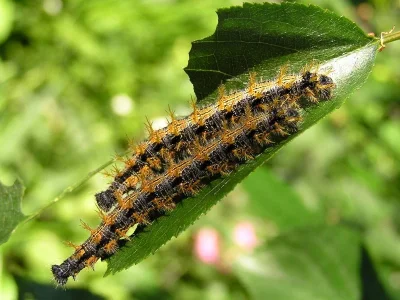 Nymphalis (N.) polychloros