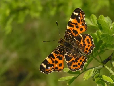 Araschnia levana