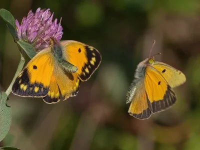 Colias croceus