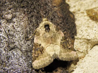Pseudeustrotia candidula