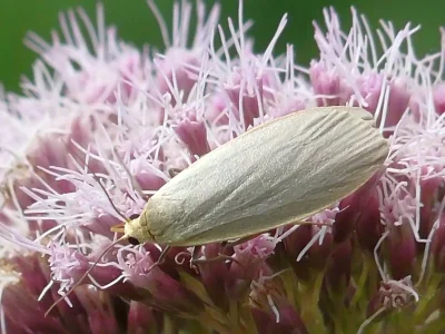 Eilema (Collita) griseola