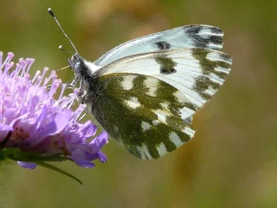 Pontia edusa