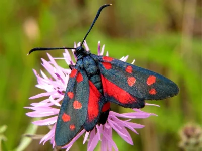Zygaena (Zygaena) ephialtes