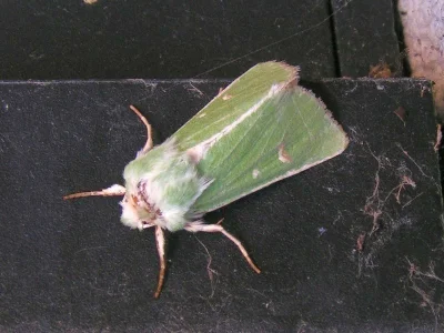 Calamia tridens