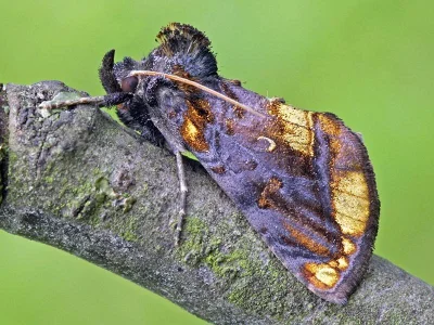 Lamprotes c-aureum
