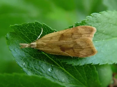 Dichomeris derasella