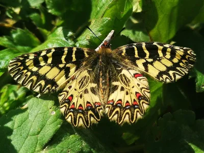 Zerynthia (Zerynthia) cassandra