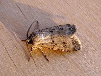 Agrotis (Agrotis) segetum