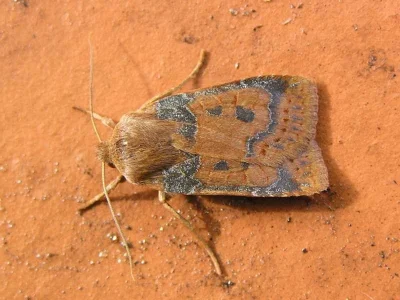 Conistra (Conistra) vaccinii