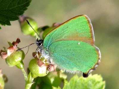Callophrys (Callophrys) rubi