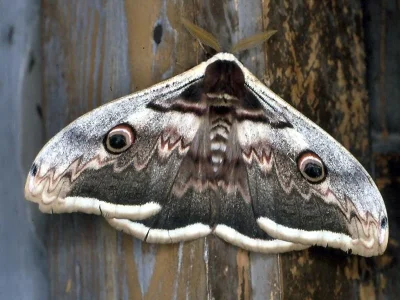 Saturnia (Saturnia) pyri