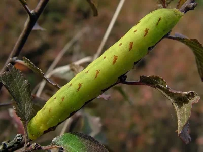 Lacanobia (Dianobia) contigua