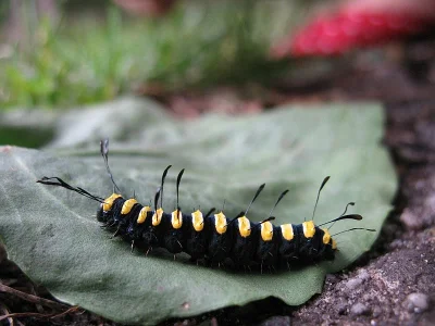 Acronicta (Jocheaera) alni