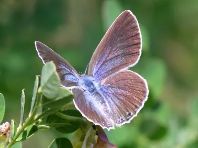 Iolana iolas