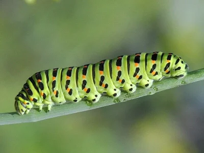 Papilio (P.) machaon