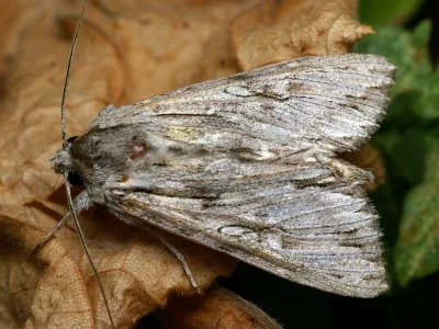 Auchmis (Auchmis) detersa