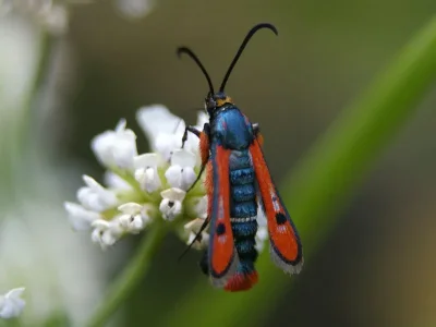 Chamaesphecia (Scopulosphecia) schmidtiiformis