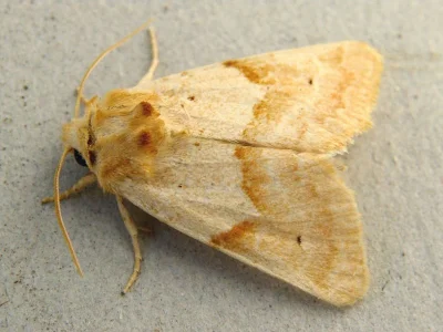 Mycteroplus puniceago