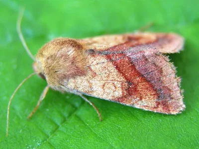 Pyrrhia purpura
