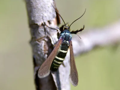 Negotinthia myrmosaeformis