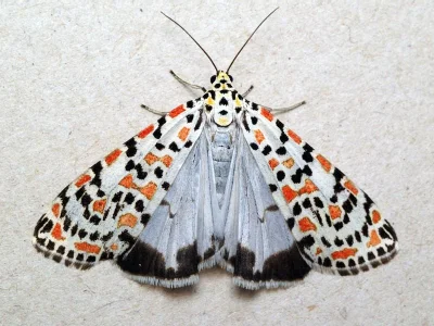 Utetheisa (Utetheisa) pulchella