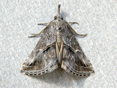 Zekelita (Zekelita) antiqualis