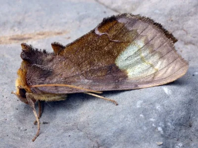 Diachrysia chryson