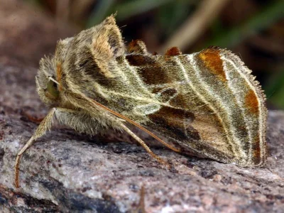 Euchalcia (Euchalcia) modestoides